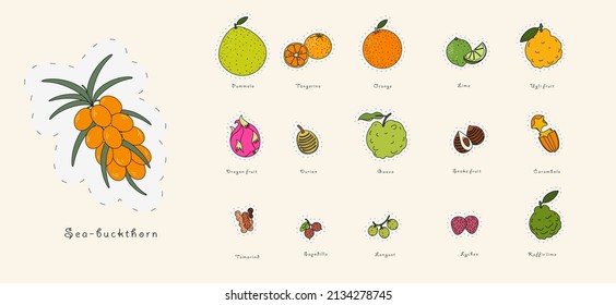 Set of vector illustrations. Drawing fruit icons in doodle style. All popular fruits. 