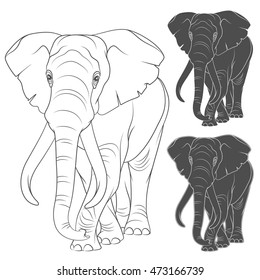 Set of vector illustrations with the elephant. Isolated objects on a white background.