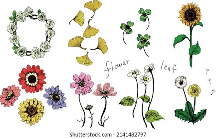 Conjunto de ilustraciones vectoriales de flores, hojas y plantas