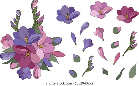 Set of vector illustrations of Fresia flowers isolated on a white background