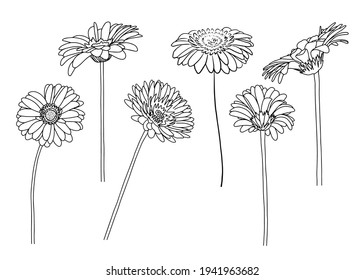 2,262 Gerbera Line Art Images, Stock Photos & Vectors | Shutterstock