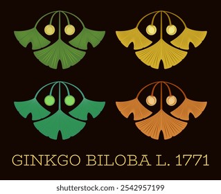 Conjunto de ilustrações vetoriais de folha e fruto de ginkgo biloba usando o método de geometria sagrada.