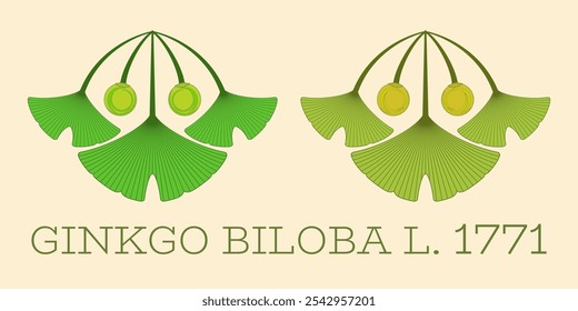 Conjunto de ilustrações vetoriais de folha e fruto de ginkgo biloba usando o método de geometria sagrada.