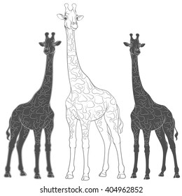 Set of vector illustrations with giraffes. Isolated objects on a white background.