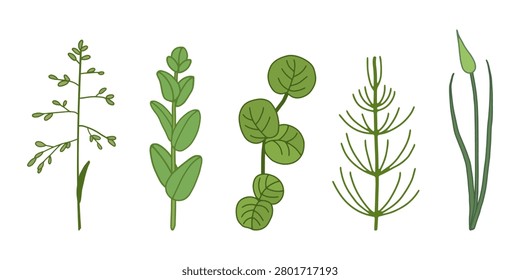 Set of vector illustrations of herbaceous wildflowers. Botanical decorative element.