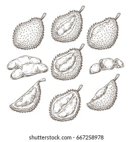 Set of vector illustrations, icons of a durian fruit whole and peeled in an engraving style isolated on a white background. Print, template, design element