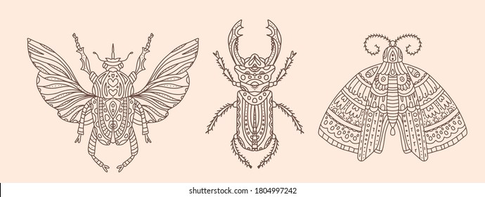 Set of vector illustrations with insects. Butterfly or moth, beetle with wings and stag beetle. Detailed images of insects with many patterns. Delicate nude background and brown doodle lines.