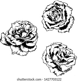 Set of vector illustrations isolated on white background. Roses, peony. Graphic, silhouette.