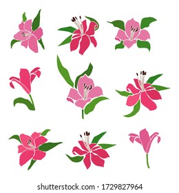 Set of vector illustrations with lilies. Isolated flowers on a white background.