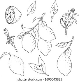 Set of vector illustrations with a linear image of lemons, leaves and flowers. Design for decorating a menu, recipe, postcard, invitation, poster, clothes, fabric, dishes.