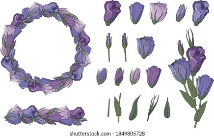 Set of Vector Illustrations of Lisiantus isolated on a white background. Collection of purple flowers and leaves, wreath and brush pattern.