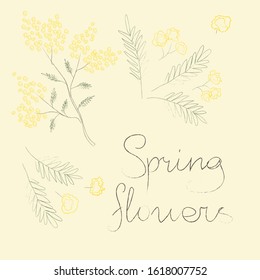 Set of vector illustrations of mimosa flowers