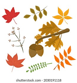 a set of vector illustrations on the theme of autumn. A branch with acorns and various leaves isolated on a white background