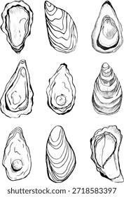 A set of vector illustrations of oysters. A stylized illustration in the graphic style of linocut, with bold outlines and thin shading on a white background.