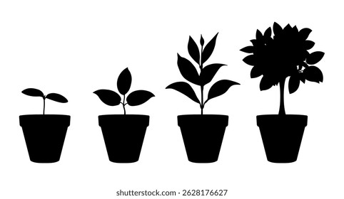 Set of vector illustrations of potted plant silhouettes growing process