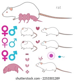 Set of vector illustrations of rats (breeding, courting, heartbroken, aggressive)