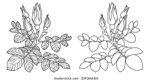 A set of vector illustrations, a rosehip branch, roses with buds and leaves isolated on a white background