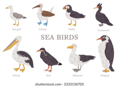 Set of vector illustrations of sea birds with titles in hand drawn design style. Cartoon sea gull, gannet, puffin, albatross isolated on white background. Cormorant, tern, pelican, penguin.