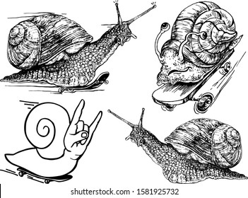 Set of vector illustrations of snails