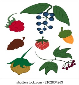 A set of vector illustrations . Stylized cartoon style berries nuts and acorn. The art is made in a mixed technique of minimalism and retro.