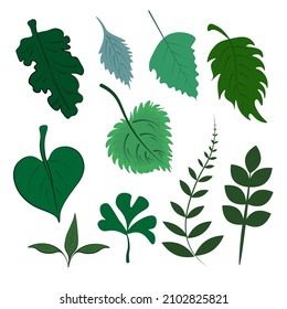 A set of vector illustrations . Stylized cartoon-style leaves of different trees.