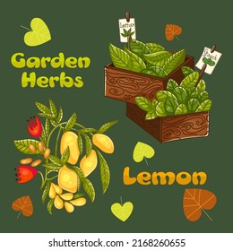 Set of vector illustrations with summer flowers, leaves, lemons and herbs. Hand drawn lemons, leaves, cute lettering on a dark green background.