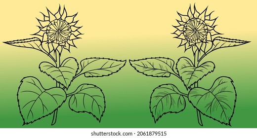 A set of vector illustrations, a sunflower flower with large leaves, a bud with veins, drawn in line style