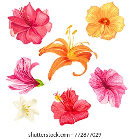 Conjunto de ilustraciones vectoriales de flores y lirios de hibiscos tropicales con pétalos rosa, rojo, naranja y blanco aislados en un fondo blanco en un estilo realista. Plantilla, elementos de diseño, impresión.