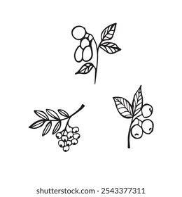 Um conjunto de ilustrações vetoriais com ramos e bagas. Coleção de outono para criação de logotipos, cartões postais, design de embalagens