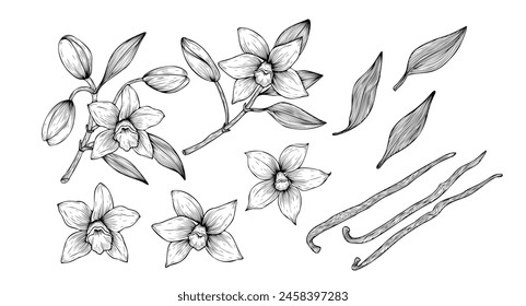 Set of vector illustrations of vanilla. Orchid vanilla outline. Leaves, flowers, vanilla pods. Hand drawn vanilla