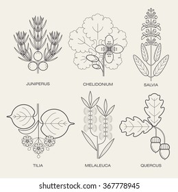 Conjunto de ilustraciones vectoriales de diversas hierbas. Iconos de plantas para crear carteles, logos, etiquetas. Concepto de estilo de vida saludable. Salvia, hierbas de celandina, enebro, liden, roble, árbol de té. Símbolo ecológico.