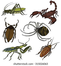 Set of vector illustrations of various insects