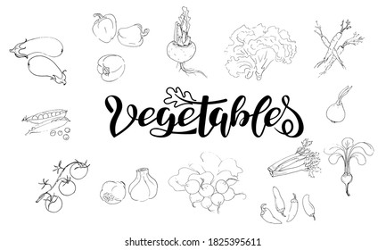 Set of vector illustrations of vegetables in sketch style. Pepper, onion, garlic, green peas, celery root, beets, tomatoes on a branch, carrots, radish bunch, eggplant. Hand lettering vegetables.