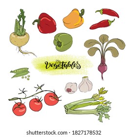 Set of vector illustrations of vegetables in sketch style. Pepper, onion, garlic, green peas, celery root, beets, tomatoes on a branch, carrots, radish bunch, eggplant. Isolated on a white background.