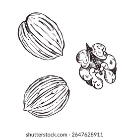 Um conjunto de ilustrações vetoriais. Conjunto de nozes, nozes sem casca, noz sem casca. Todos os objetos são desenhados à mão com tinta. A ilustração é adequada para impressão em papel, para design de embalagem do produto.