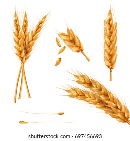 Set of vector illustrations of wheat spikelets, grains, sheaves of wheat isolated on white background. Template, print, design element.