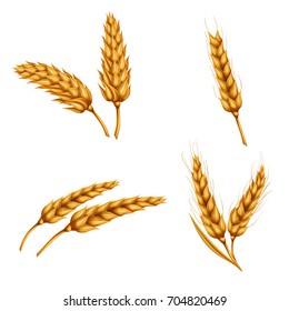 Set of vector illustrations of wheat spikelets, grains, sheaves of wheat isolated on white background. Template, print, design element.