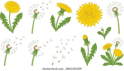 Set of vector illustrations of yellow dandelions and white blowballs with flying seeds