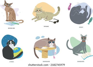 set of vector illustrator cats in different position and races: tonkinese cat, korat, tiffanie, snowshoe, devon rex, cymric.