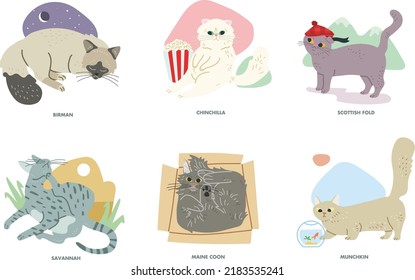 conjunto de gatos ilustradores vectoriales en diferentes posiciones y razas: sabana, munchkin, maine coon, chinchila, pliegue escocés, birman.