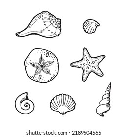 set vector image of sea shells, black and white graphics in the style of a sketch on the theme of summer holidays, for embossing and coloring, sticker, logo, tag