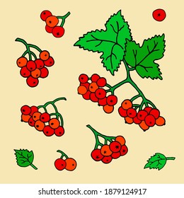 Set of vector image of viburnum twigs. The drawing was made by hand.