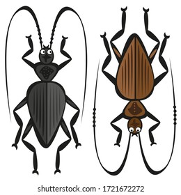 Set of vector images of barbel beetles on a white background. Vector isolated drawings.