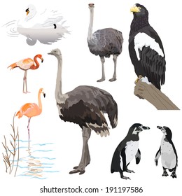 Set vector images of birds