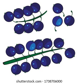 Set of vector images of black currants on a white background. Isolated drawings.