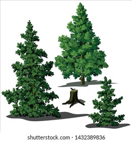 A set of vector images of Christmas trees as an element for design and illustrations.