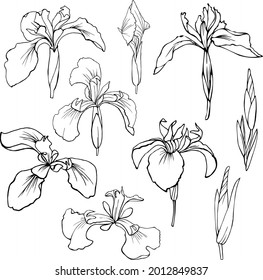 Set of vector images. Contour drawing of irises.