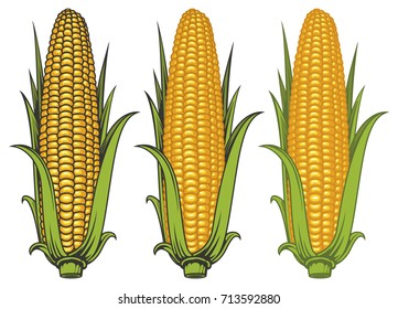 Set of vector images of corncobs with yellow corns and green leaves on a white background. Realistic illustration of the ripe corn on the cob. Design element