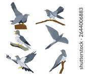 Set of vector images of cuckoos in different poses: on a branch, in flight, with an open beak. Detailed and realistic illustration of birds on a white background.