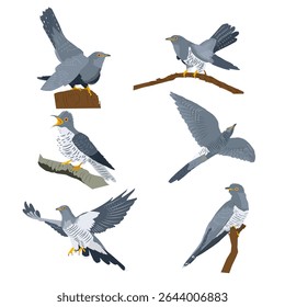 Conjunto de imagens vetoriais de cucos em diferentes poses: em um ramo, em voo, com um bico aberto. Ilustração detalhada e realista de pássaros em um fundo branco.